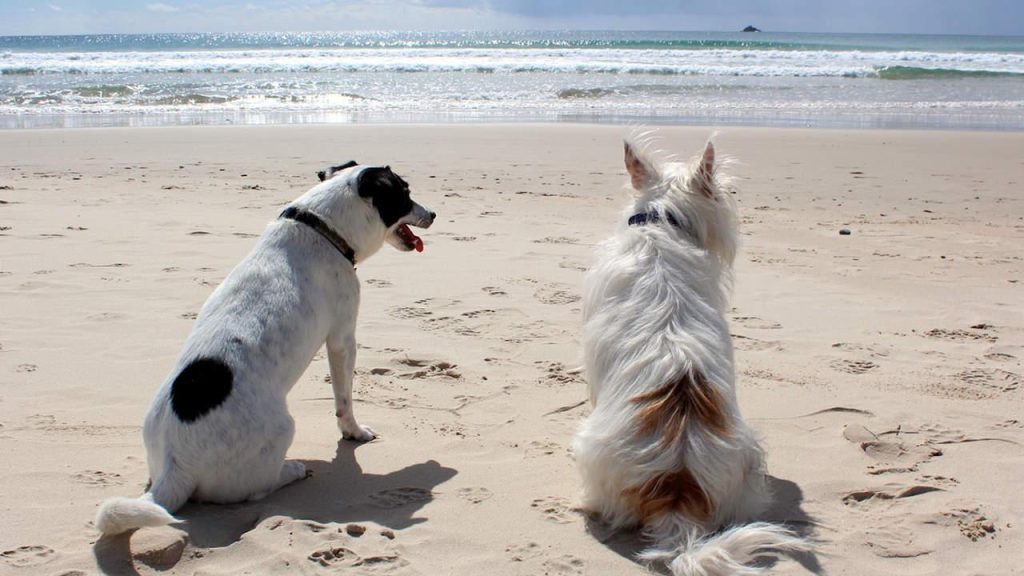 Escapades canines : des destinations idéales pour profiter avec votre chien