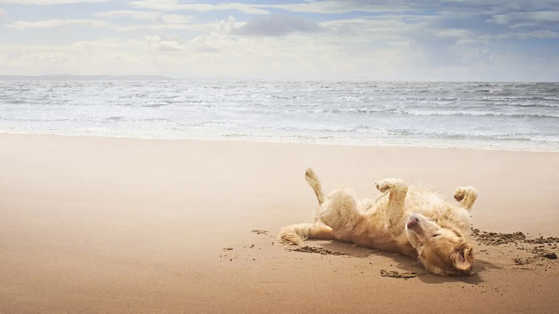 zones canines plage