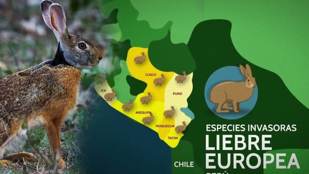 Expansion de la liebre européenne au Pérou : écologie et agriculture en danger