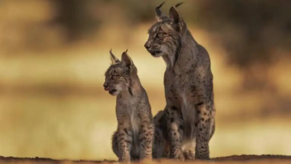 Conservation du lynx ibérique