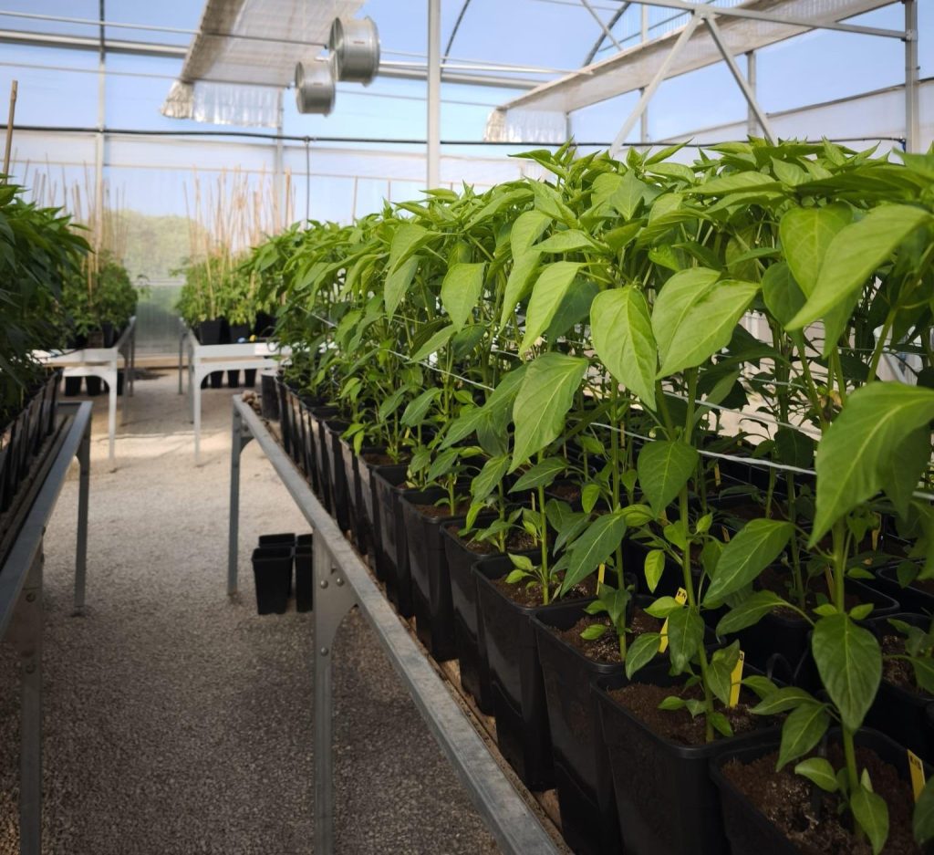 Nouvelles tendances, défis et opportunités dans l’industrie des fertilisants à travers l’innovation durable et les technologies vertes
