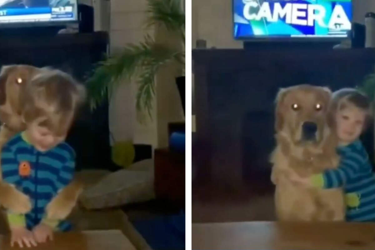 Golden Retriever 0 - plare.