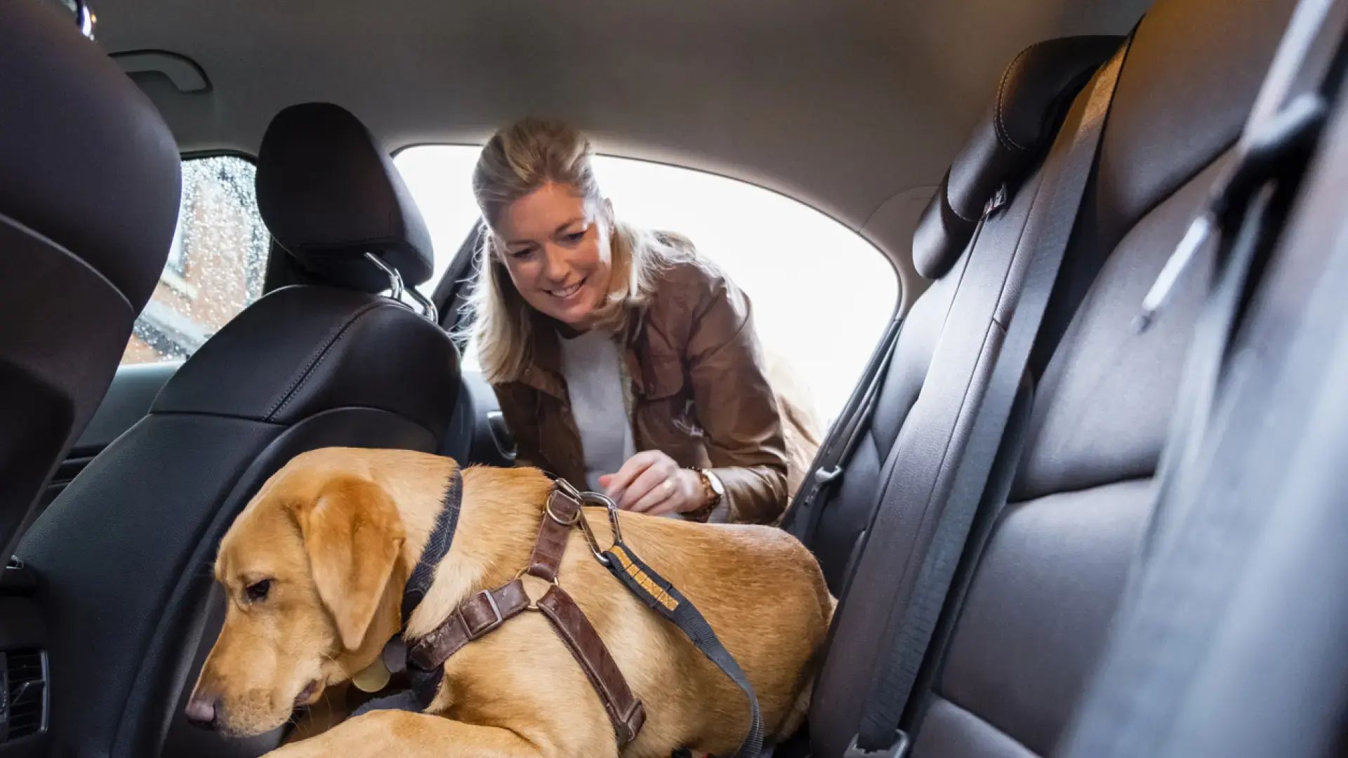 arnés para perros