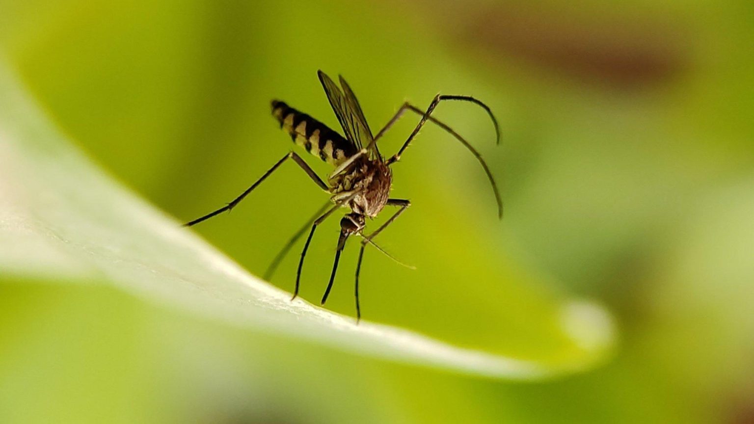 Insecticides et innovations : la révolution contre les moustiques épinglée