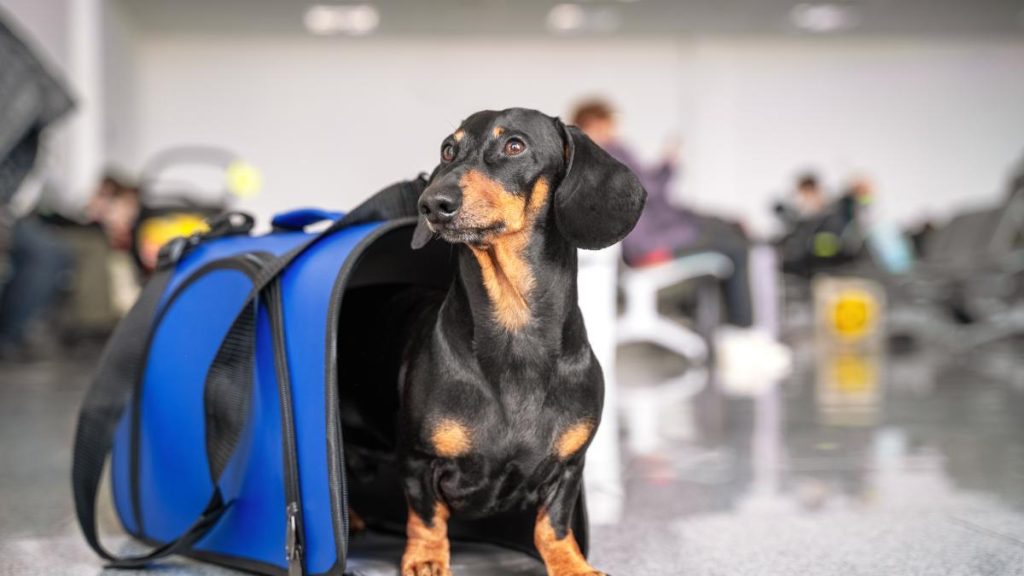 Kit antistress gratuit pour chiens voyageant en avion : assurez un vol tranquille à votre compagnon à quatre pattes