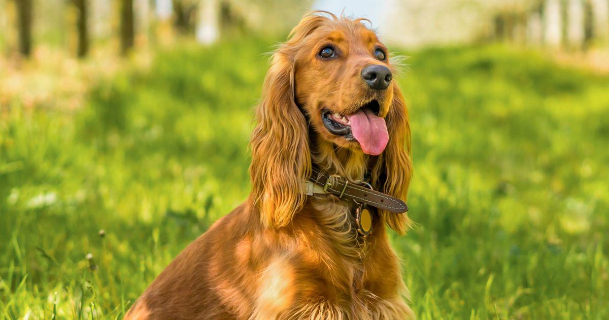 cocker nécessitant de l'aide