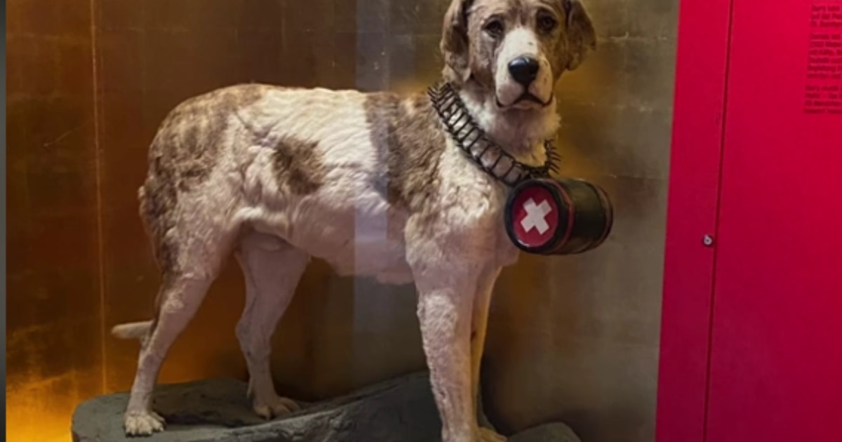 Lame des Alpes histoires et legendes du chien emblematique - plare.