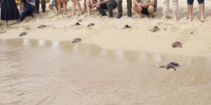 Les tortues marines face à un combat crucial pour leur survie et leur conservation - plare. nidos de tortuga conservación-0