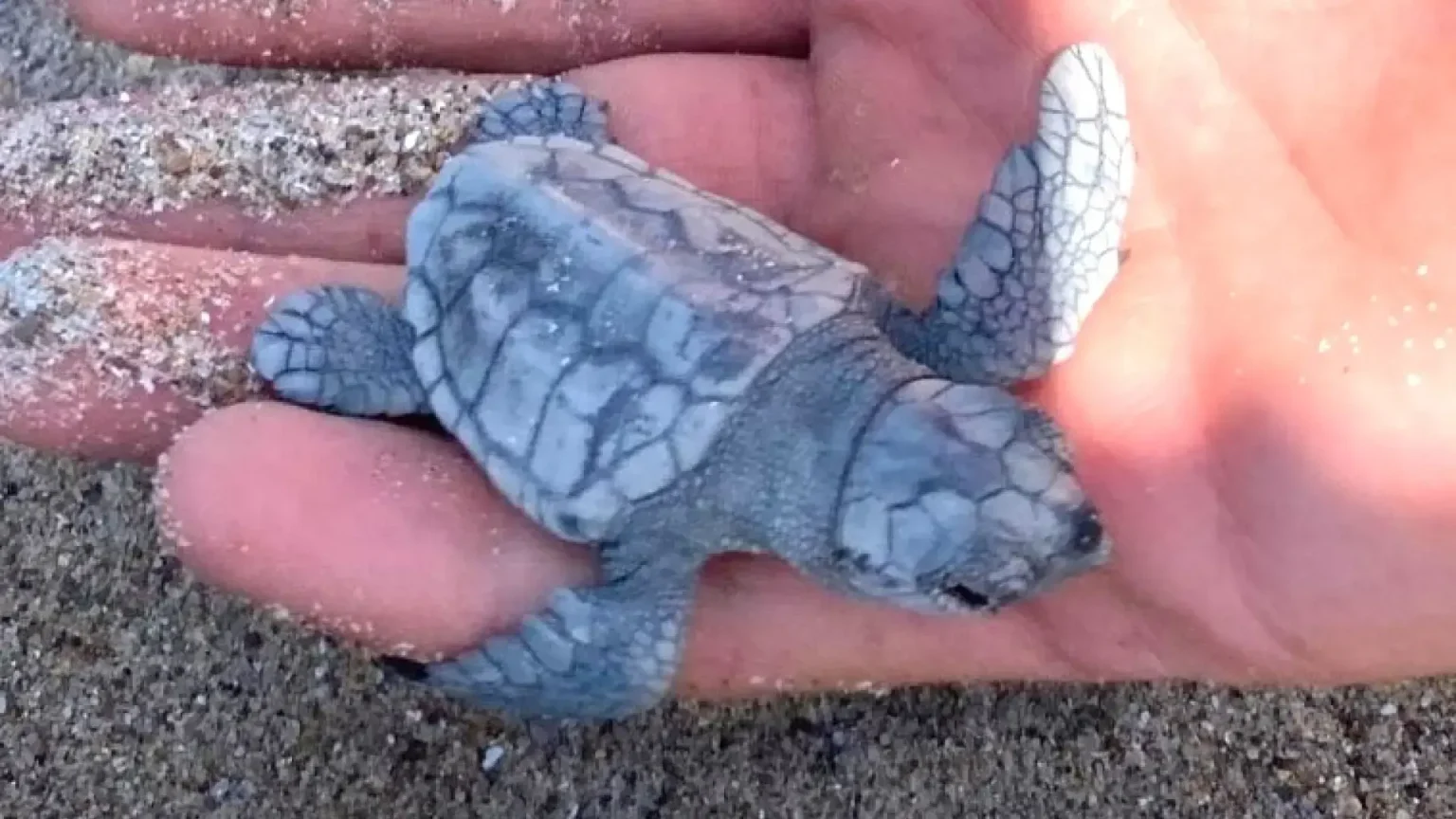 Les tortues marines face à un combat crucial pour leur survie et leur conservation
