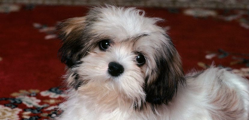 Lhasa - plare.