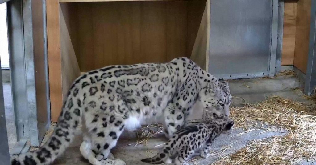 Naissance historique et défis pour la survie : enjeux cruciaux pour l’avenir.