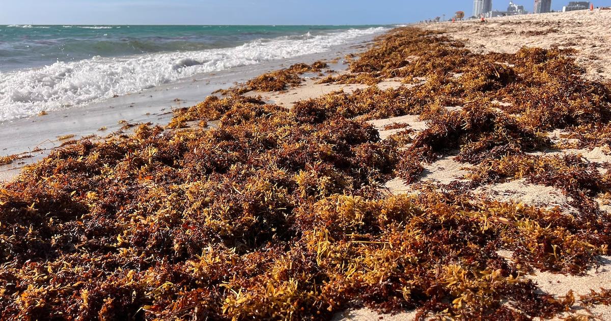variétés de plantes aquatiques