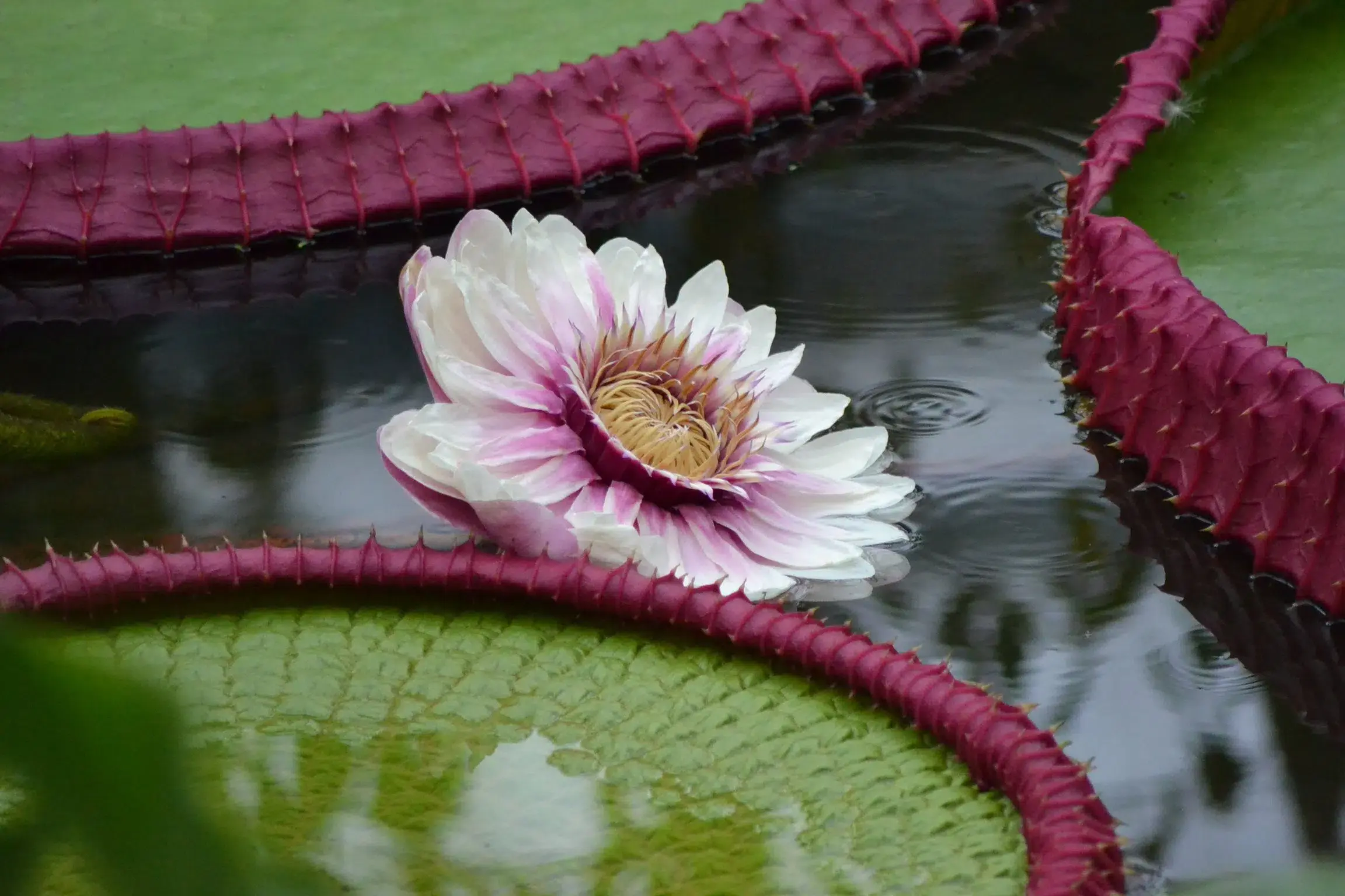 plantes aquatiques en écosystèmes naturels