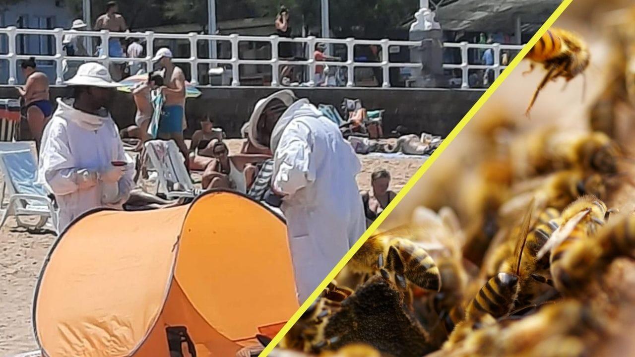 enjambre de abejas en ciudad