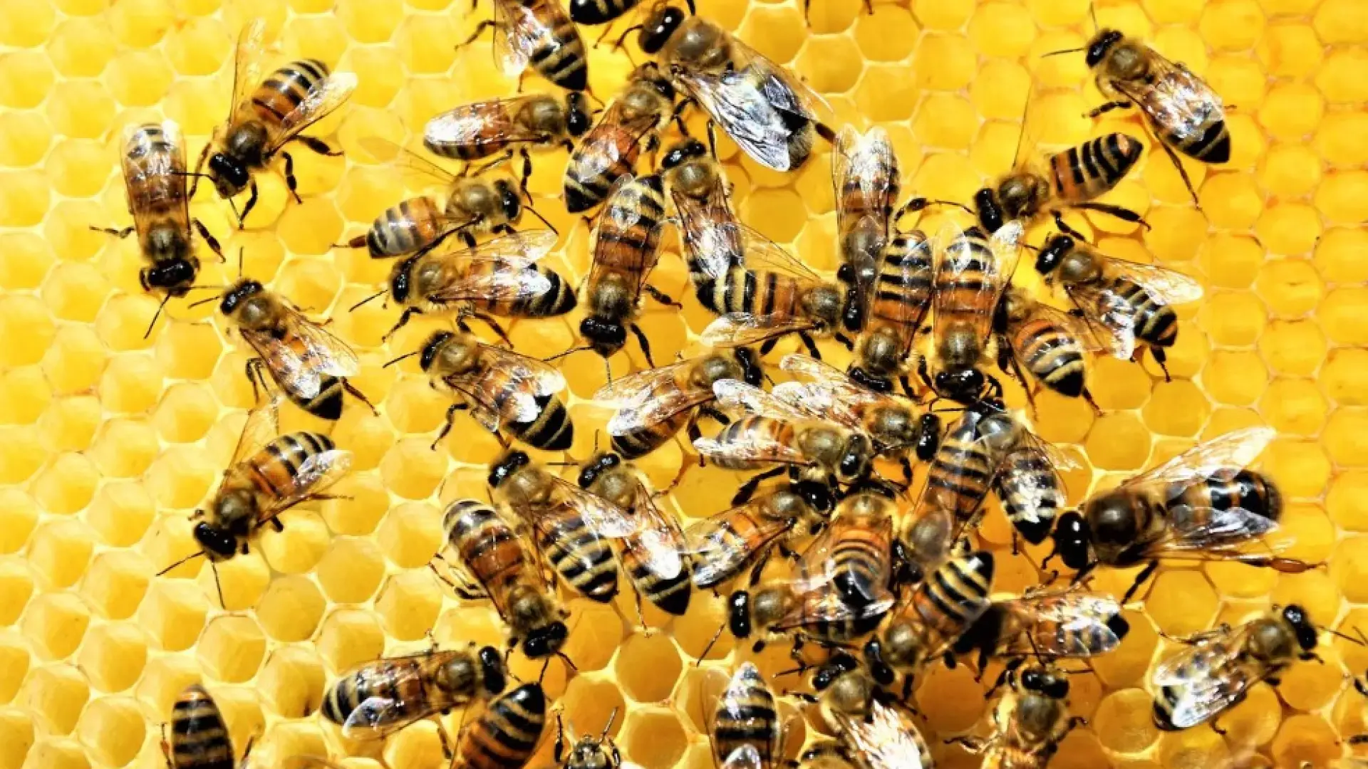 abejas polinizando flores