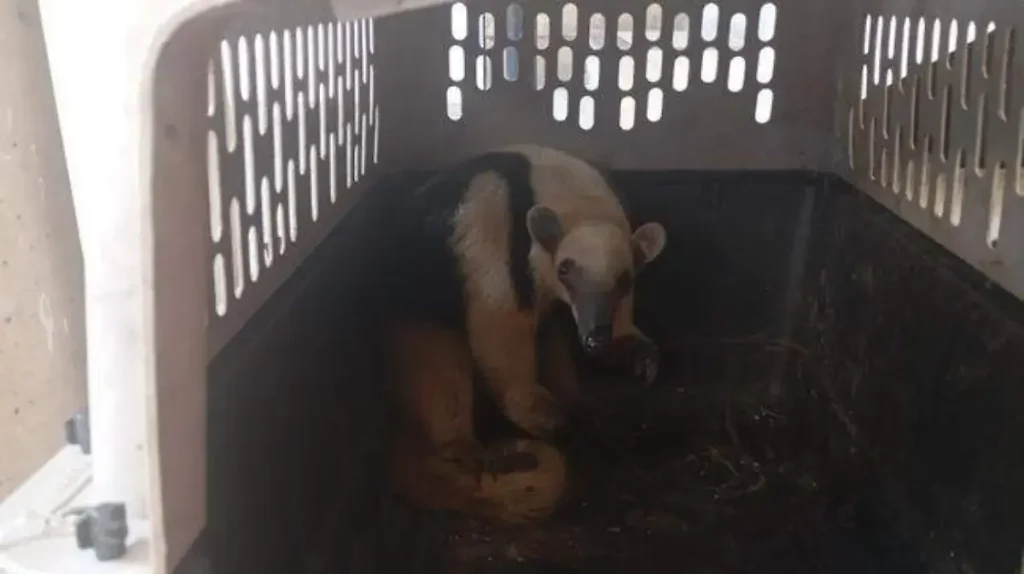 Menaces et solutions de protection : comment éviter la disparition des espèces menacées