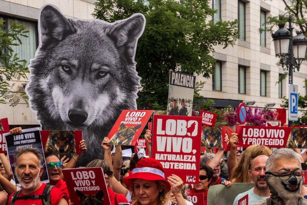 L’importance de la protection du loup en Espagne : défis légaux et perspectives pour l’avenir
