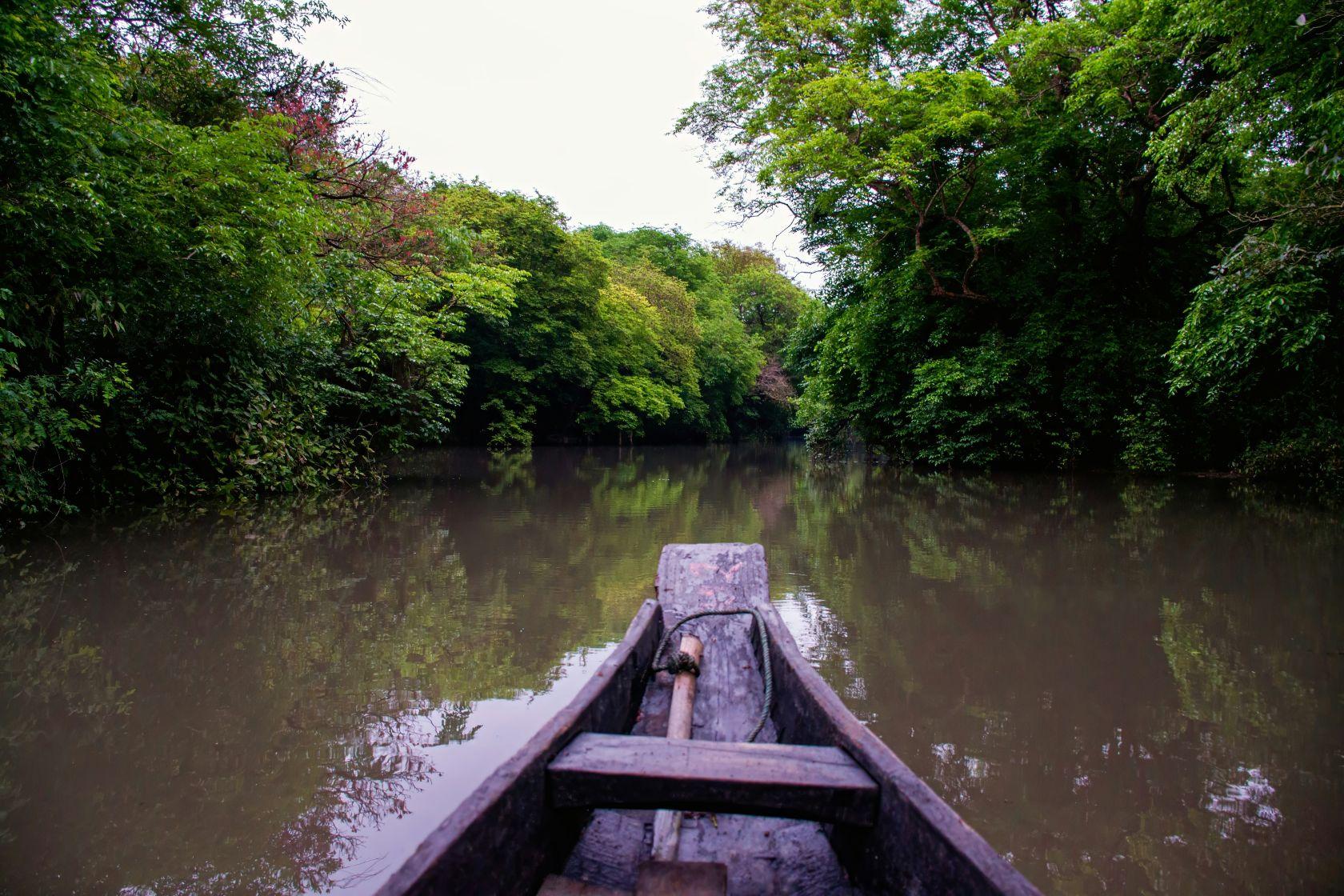 Reforestation et durabilite un projet ambitieux pour revitaliser la - plare.