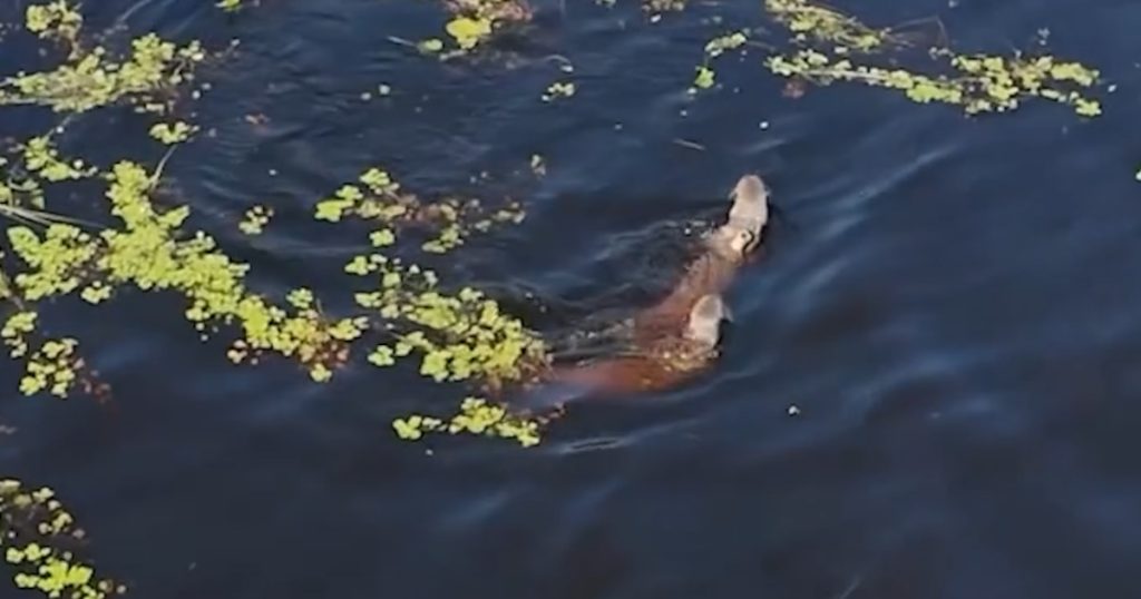 Réintroduction historique : un retour triomphal après 40 ans d’extinction dans la faune européenne.