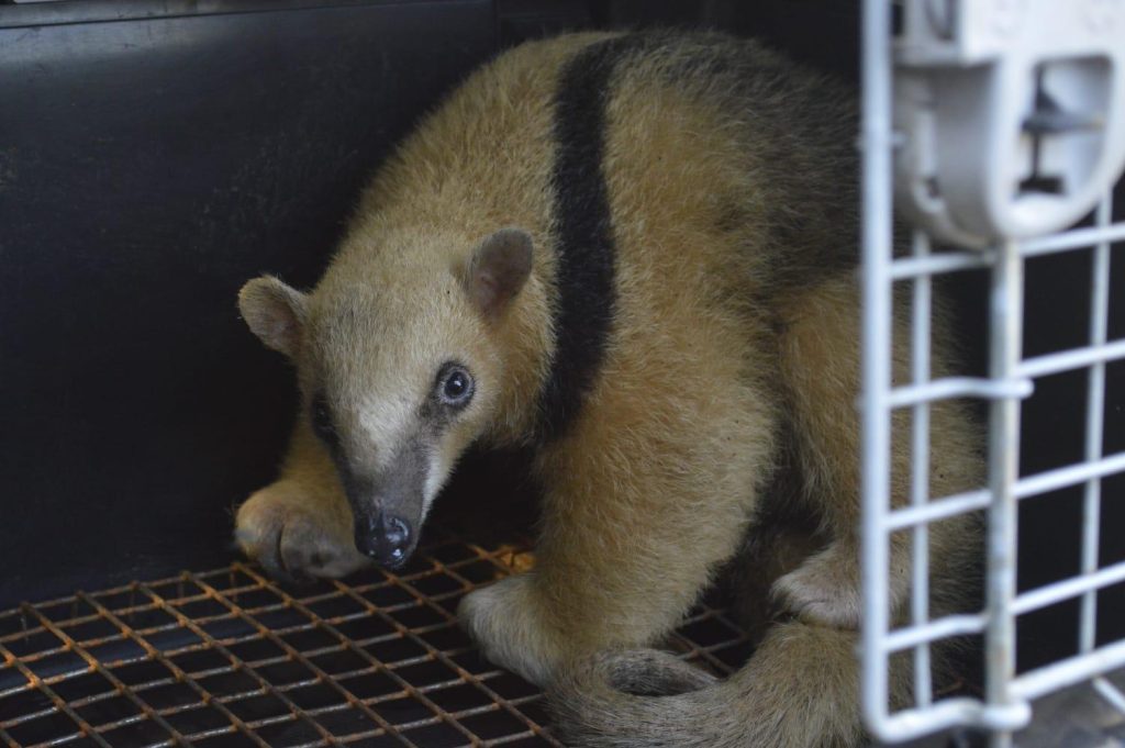 Sauvetage d’un ours melero en Misiones : une mission pour la faune sauvage en danger
