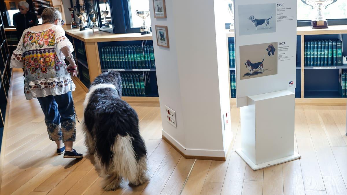 exposition musée chiens