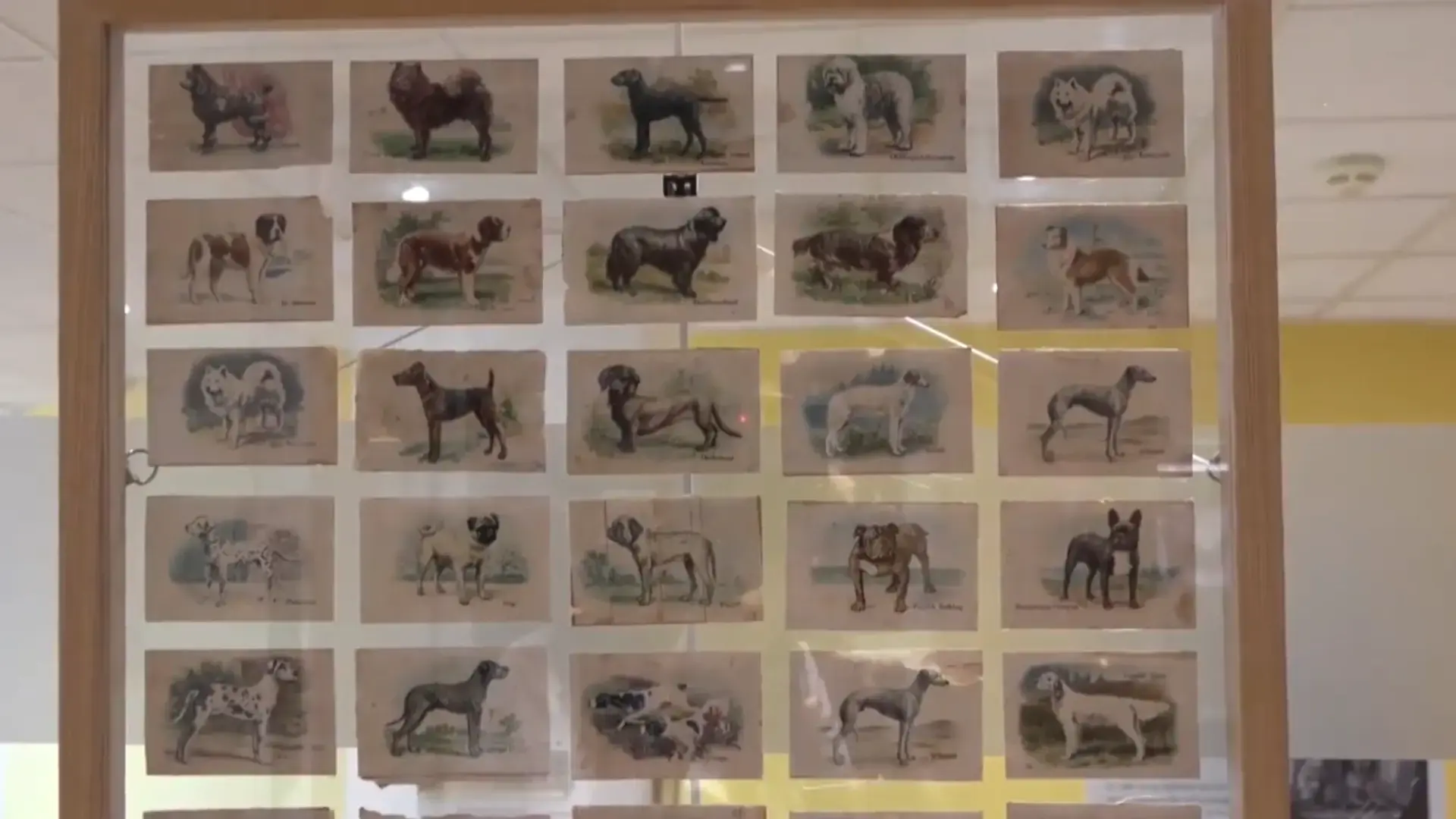 musée pour chiens France