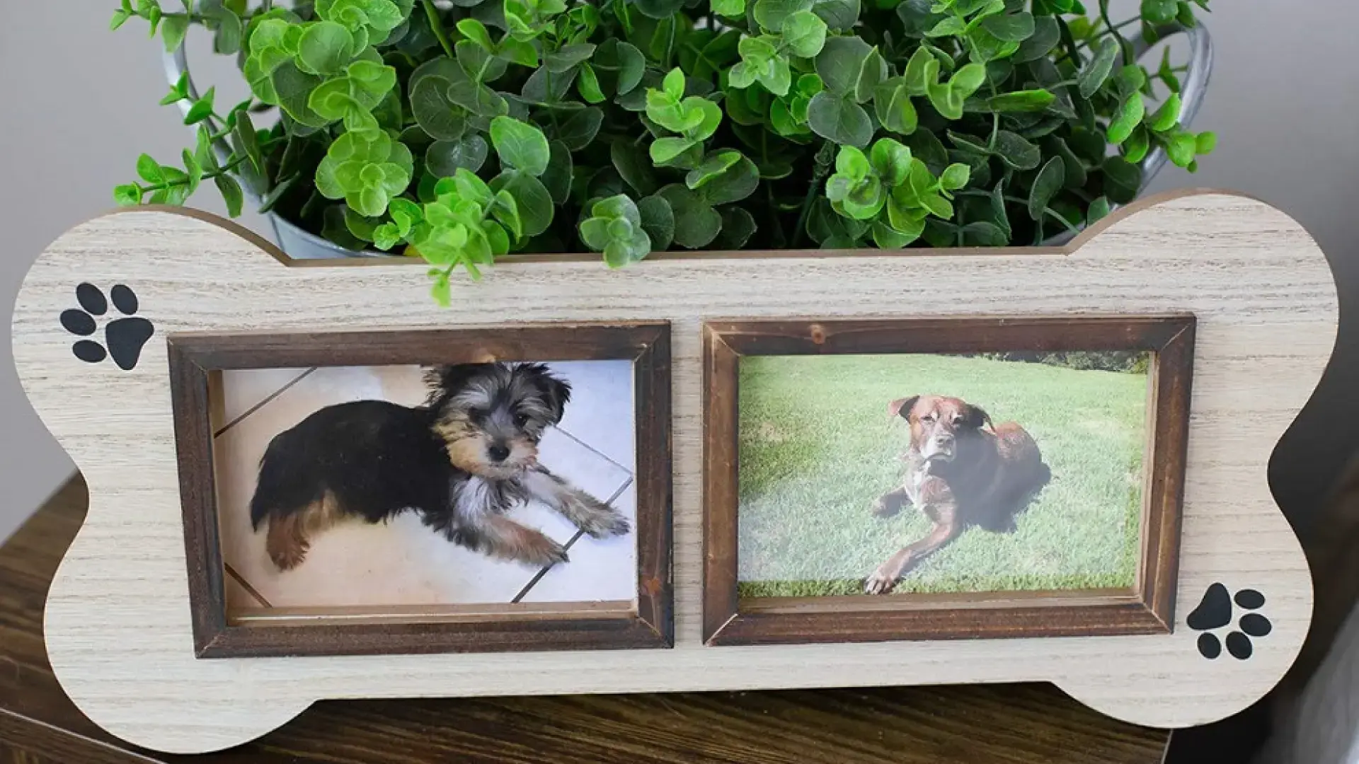fotos de perros