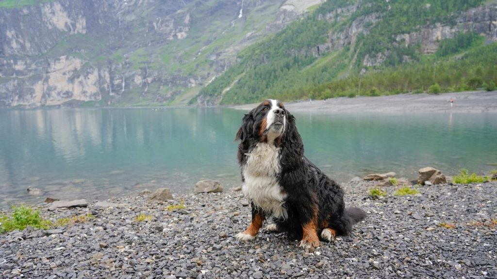 Tout sur les transports canins en milieu naturel : guides pratiques pour les parcs et espaces verts