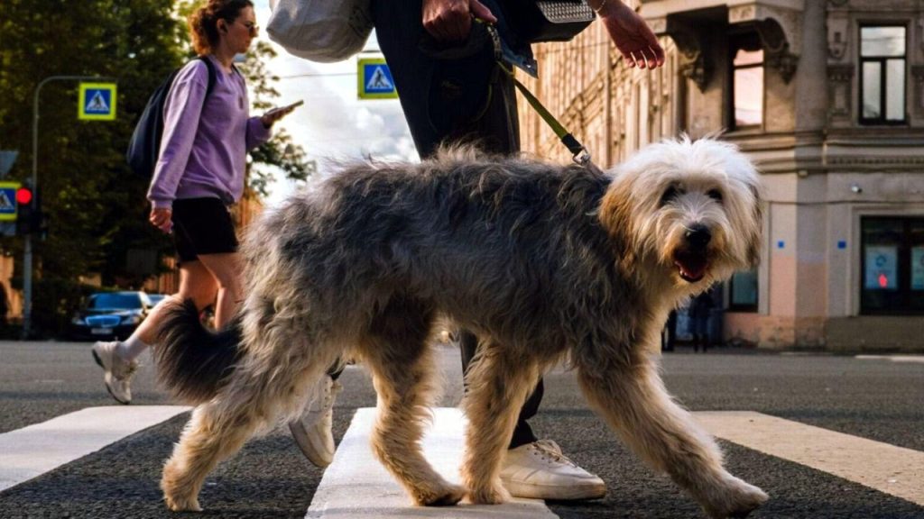 Valencia, une destination incontournable pour les voyages avec votre animal de compagnie
