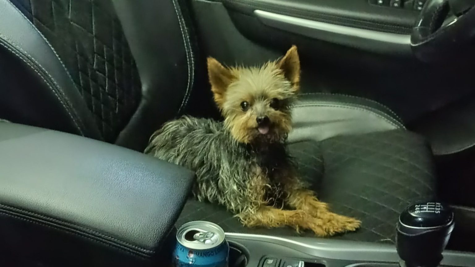 Un héros inattendu : comment un chien a sauvé la vie de son maître à Bulbuente