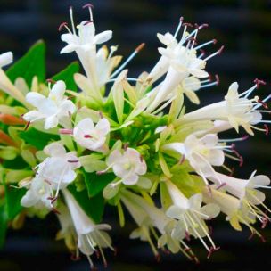 Les 10 plateformes incontournables pour acheter des plantes en ligne - plare. découvrez notre large sélection de plantes à acheter en ligne. des plantes d'intérieur aux fleurs d'extérieur, trouvez la verdure parfaite pour embellir votre espace, livrée directement chez vous.