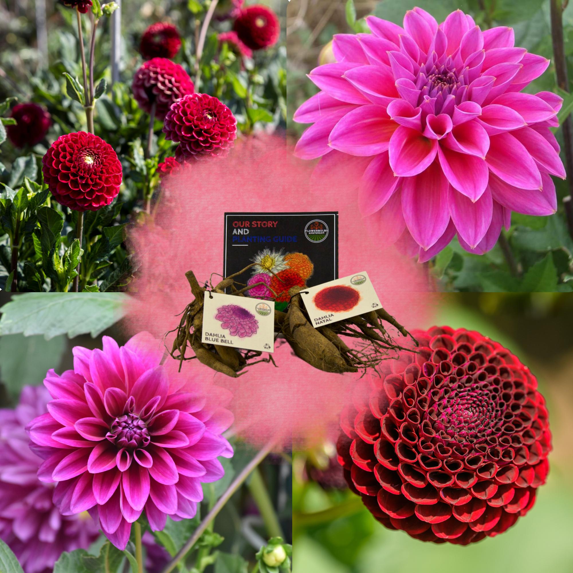 Les 10 plateformes incontournables pour acheter des plantes en ligne - plare. découvrez notre sélection variée de plantes à acheter en ligne. offrez à votre intérieur un souffle de nature avec des plantes d'intérieur, d'extérieur, et des accessoires de jardinage, livrés directement chez vous.
