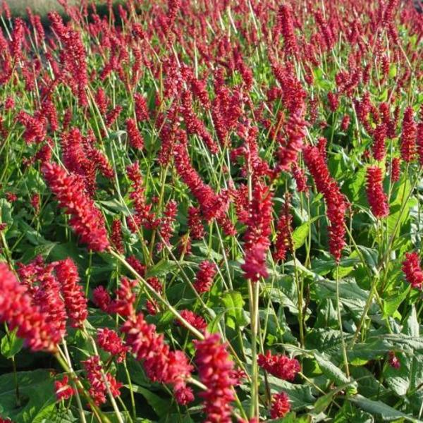 Les 10 plateformes incontournables pour acheter des plantes en ligne - plare. découvrez notre vaste sélection de plantes à acheter en ligne. profitez de la livraison rapide et d'options variées pour embellir votre intérieur ou jardin. commandez facilement vos plantes préférées dÚs aujourd'hui !