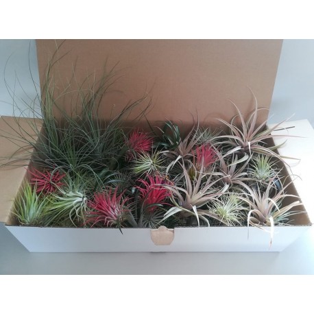 Les 10 plateformes incontournables pour acheter des plantes en ligne - plare. découvrez une vaste sélection de plantes à acheter en ligne, idéales pour embellir votre intérieur et votre jardin. profitez de conseils d'experts, de livraison rapide et de prix compétitifs pour donner vie à votre espace!