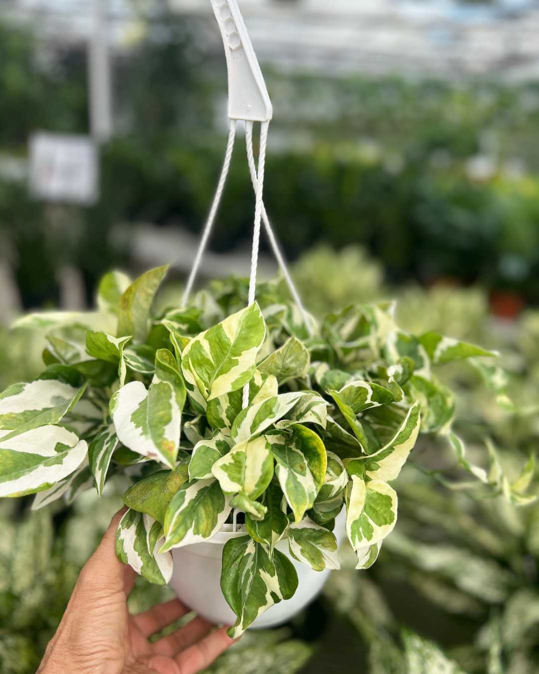 Les 10 plateformes incontournables pour acheter des plantes en ligne - plare. découvrez notre vaste sélection de plantes en ligne et embellissez votre intérieur ou jardin. commandez facilement des plantes de qualité et bénéficiez de conseils d'experts pour un entretien optimal.