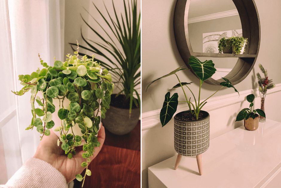 découvrez notre vaste sélection de plantes à acheter en ligne, des plantes d'intérieur aux plantes d'extérieur, livrées directement chez vous. profitez de conseils d'experts pour choisir les meilleures variétés et donnez vie à votre espace avec des plantes saines et élégantes.