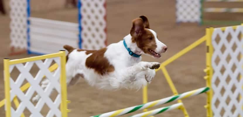 agility circuito - plare.