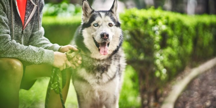 Pescados envasados: les tendances incontournables de l’alimentation pour vos animaux de compagnie