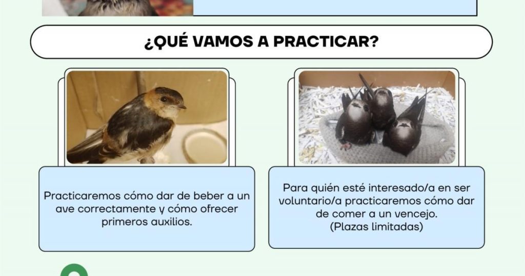 Aves urbanas: retos y desafíos ambientales en la ciudad y su impacto ecológico
