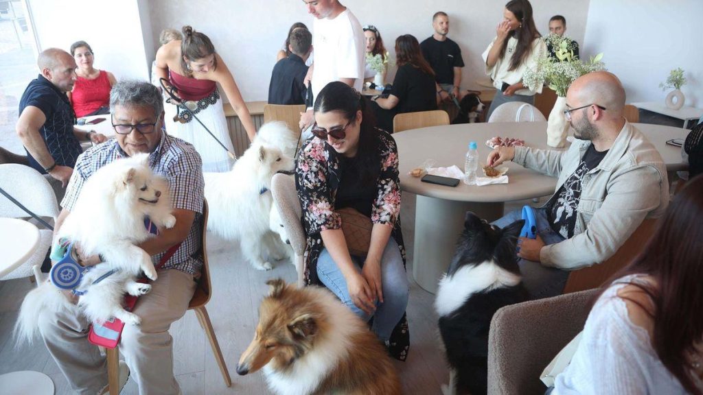 Espaces innovants pour le bien-être de vos animaux de compagnie : idées et aménagements à adopter