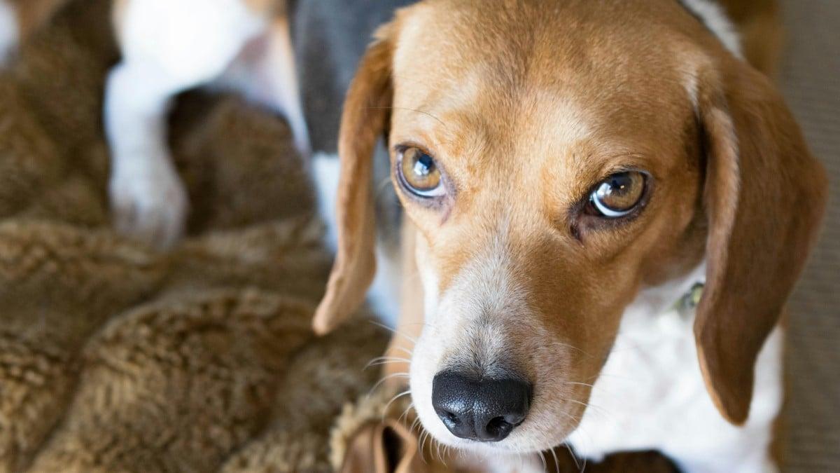 beagle - plare.