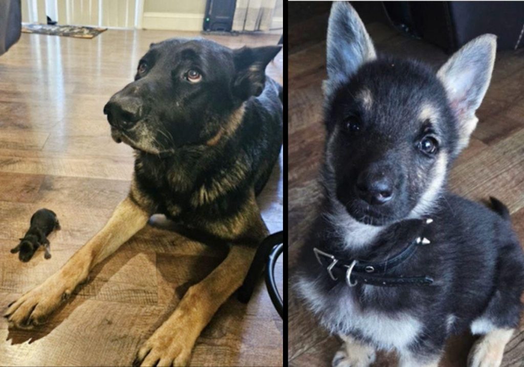 Situación de la adopción de cachorros en España: desafíos y recomendaciones para un futuro mejor