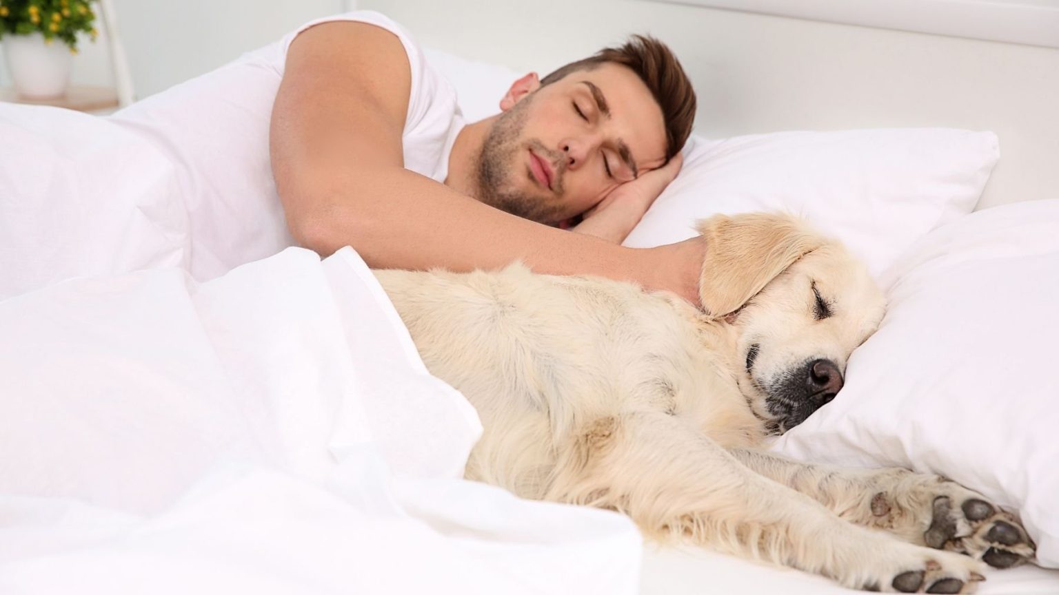 Coucher avec son chien : avantages, inconvénients et conseils d’experts sur le partage de la literie