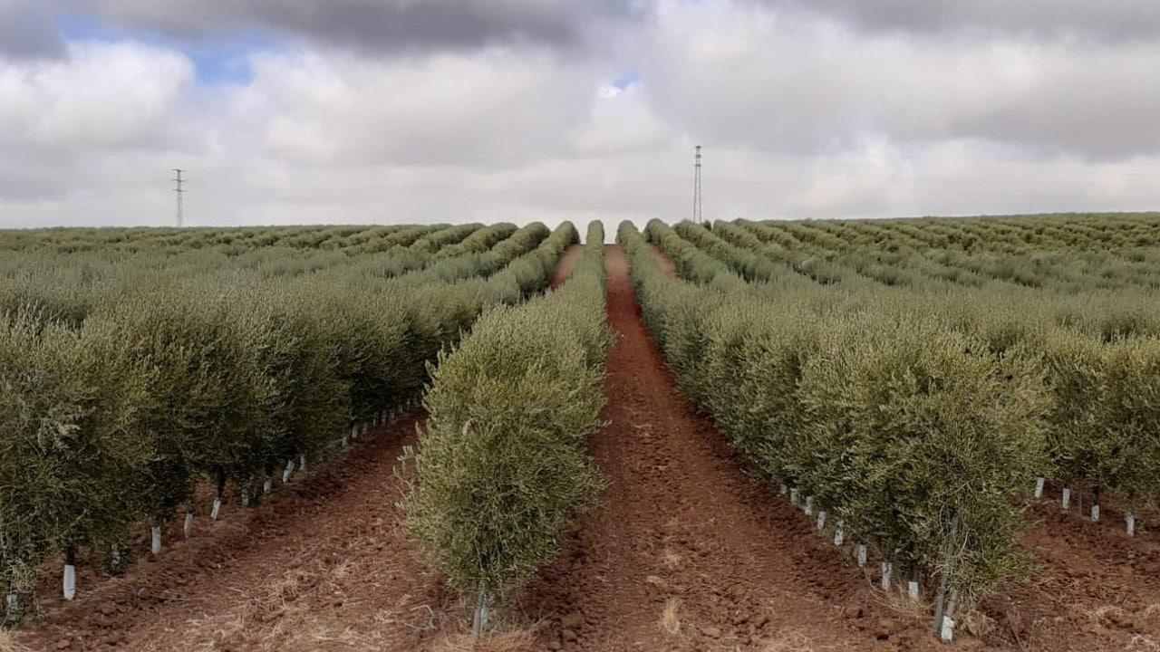 control de la mosca del olivo 1 - plare.