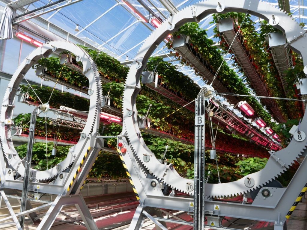 Des roues géantes et des robots révolutionnent la culture des fraises au Royaume-Uni
