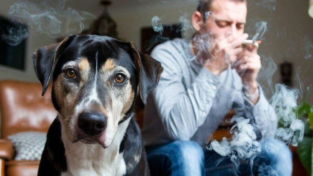 Humo et santé : impacts sur votre bien-être et solutions à adopter
