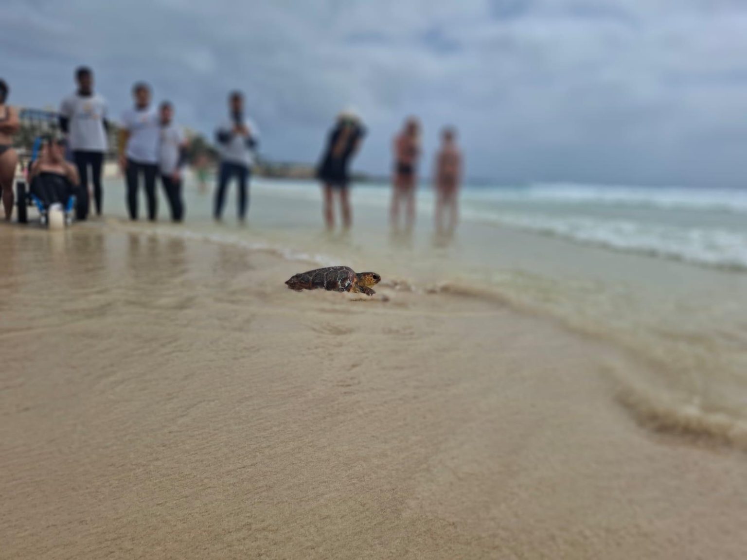 Initiatives innovantes pour préserver la faune en Espagne : enjeux et stratégies essentielles