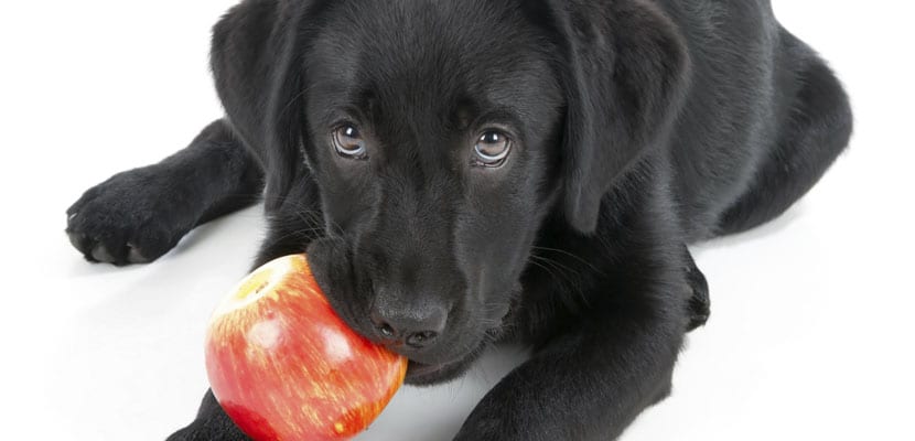 frutas para perros - plare.