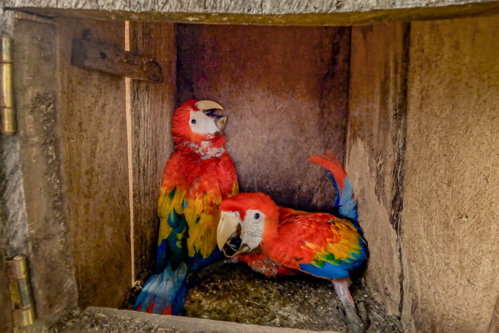 Guacamayo en danger : son rôle clé pour l’écologie et la biodiversité
