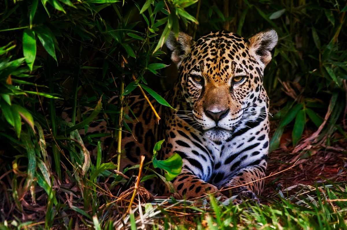 jaguar caracteristicas - plare.